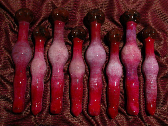 K9 Dildo Vixen Gorgeous Beauties Want